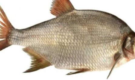 Bream, Calories, benefits and harms, Useful properties