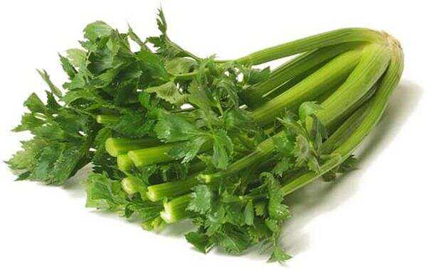 Celery, Calories, benefits and harms, Useful properties