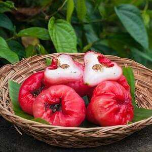 Chompu (rose apple), Calories, benefits and harms, Benefits