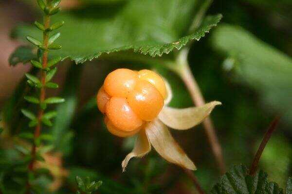 Cloudberry, Calories, benefits and harms, Useful properties