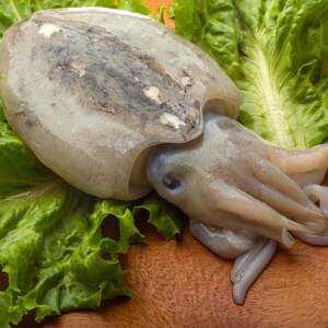 Cuttlefish, Calories, benefits and harms, Useful properties