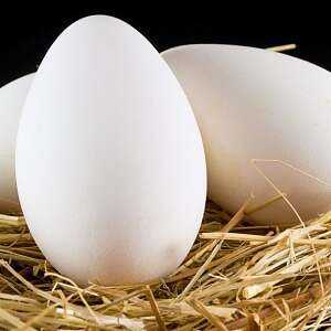 Goose egg, Calories, benefits and harms, Useful properties