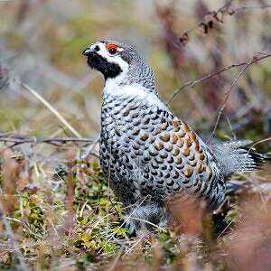 Grouse, Calories, benefits and harms, Useful properties