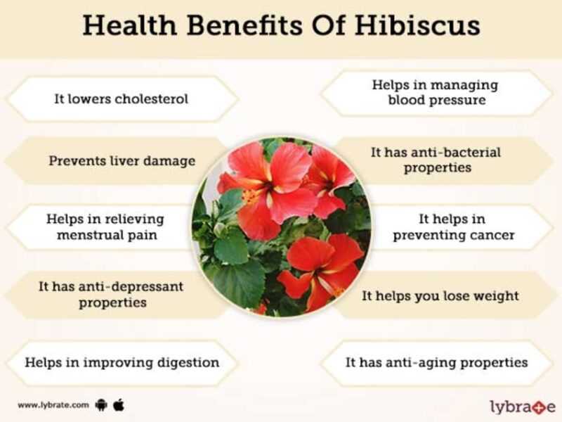 Hibiscus, Calories, benefits and harms, Useful properties