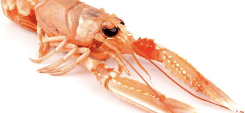 Langoustines, Calories, benefits and harms