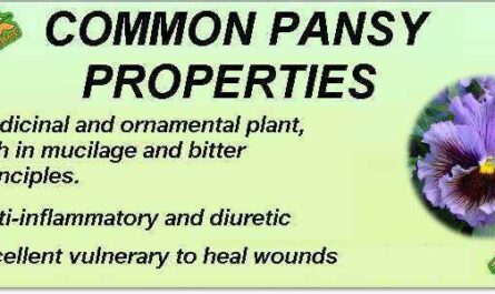Pansies benefits, properties, calorie content, useful properties and harm