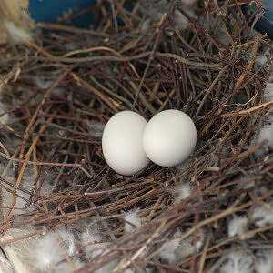 Pigeon eggs, Calories, benefits and harms, Useful properties
