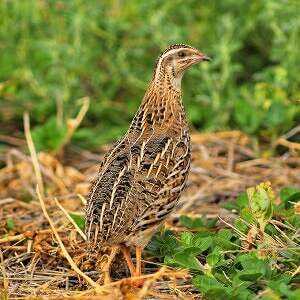 Quail, Calories, benefits and harms, Useful properties