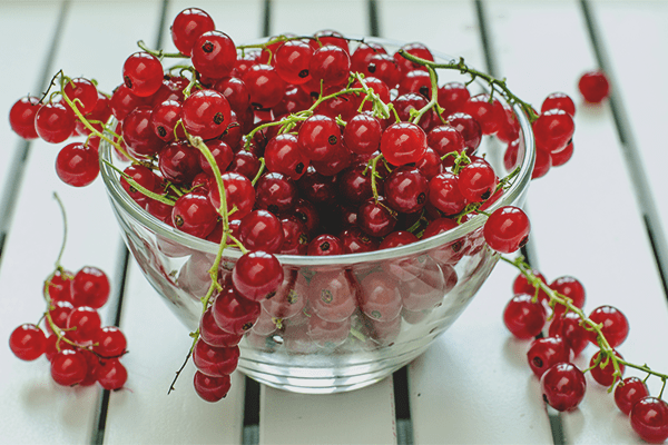 Red currant, Calories, benefits and harms, Useful properties