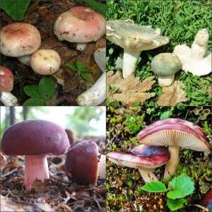 Russula, Calories, benefits and harms, Useful properties