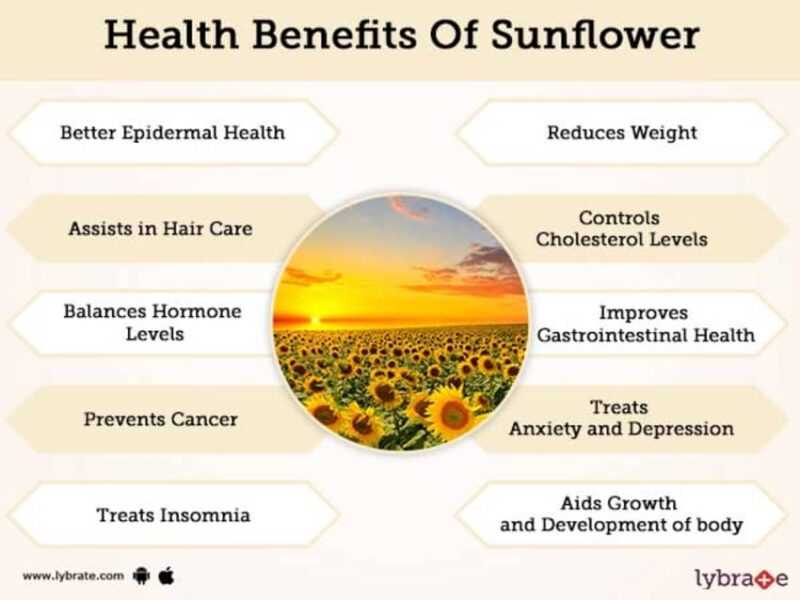 Sunflower, Calories, benefits and harms, Useful properties