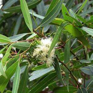 useful and dangerous properties of eucalyptus, Calories, benefits and harms, Useful properties