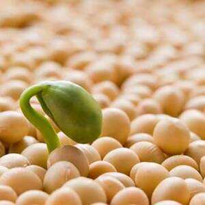 Useful and dangerous properties of soy, Calories, benefits and harms, Useful properties