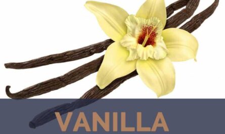 Vanilla, Calories, benefits and harms, Useful properties