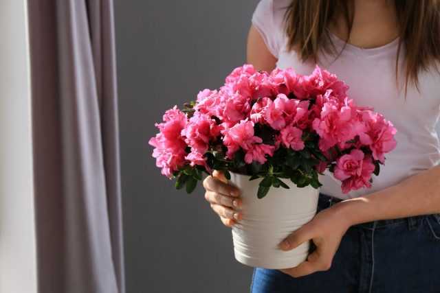 10 Best Houseplants for Gift-Care
