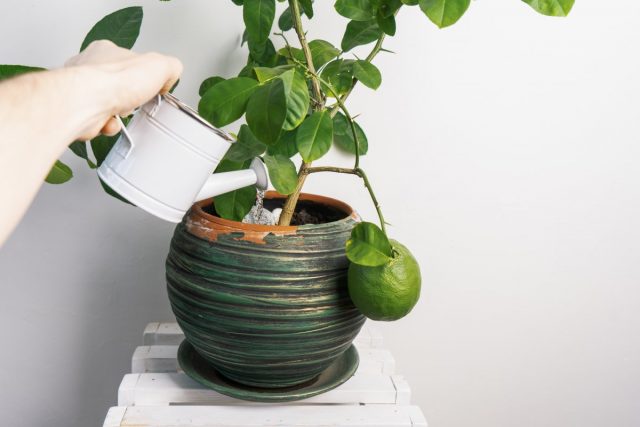 In citrus fruits, it is necessary to monitor the state of the substrate, preventing water from accumulating in the lower part of the pots, even with very abundant summer watering