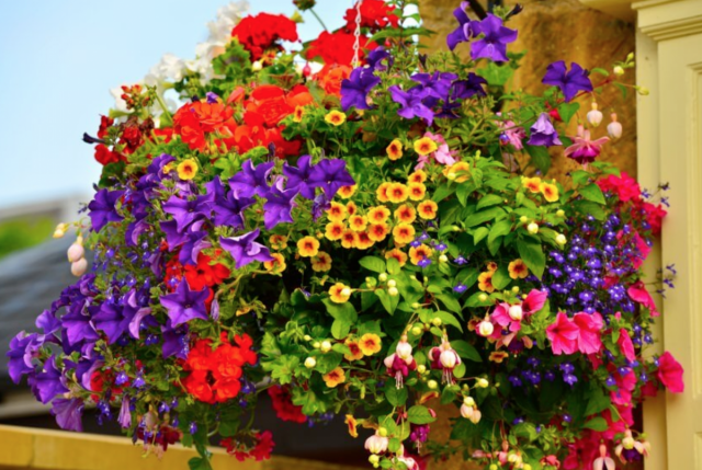 If you plant plants in a container, then you can safely reduce the distance between them by half, or even three times from the recommended by the manufacturer