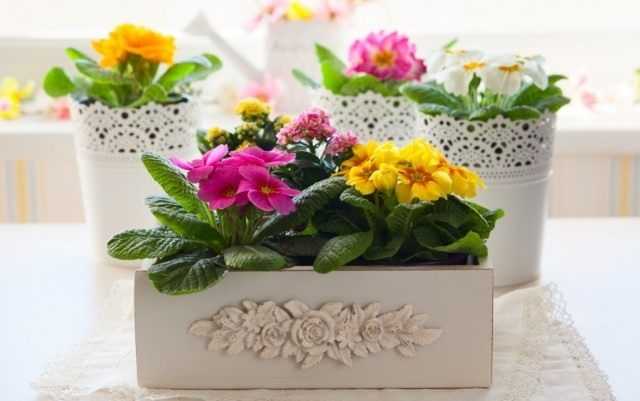 10 best flowering indoor plants