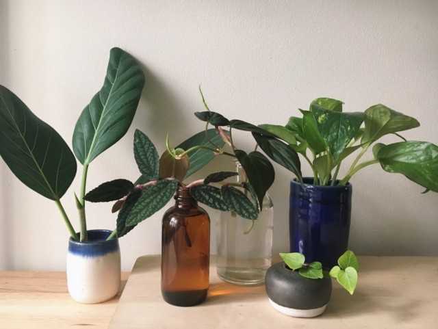 10 indoor plants that are easy to get from cuttings
