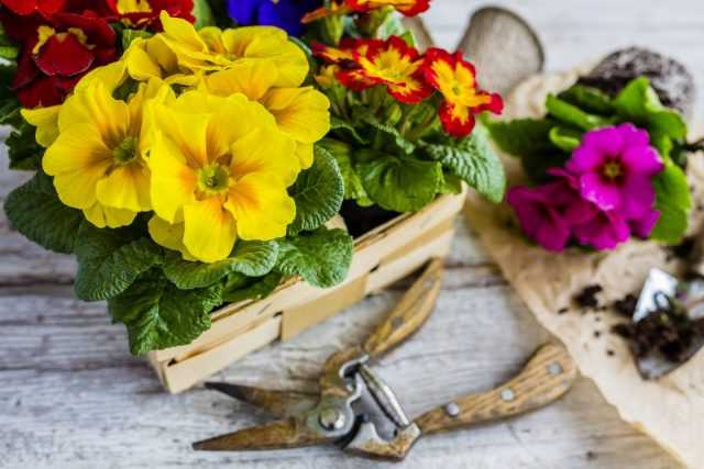 10 mistakes when growing primroses in rooms - care