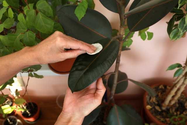 10 rules for a successful transition of indoor plants from winter to spring – Beautiful indoor plants