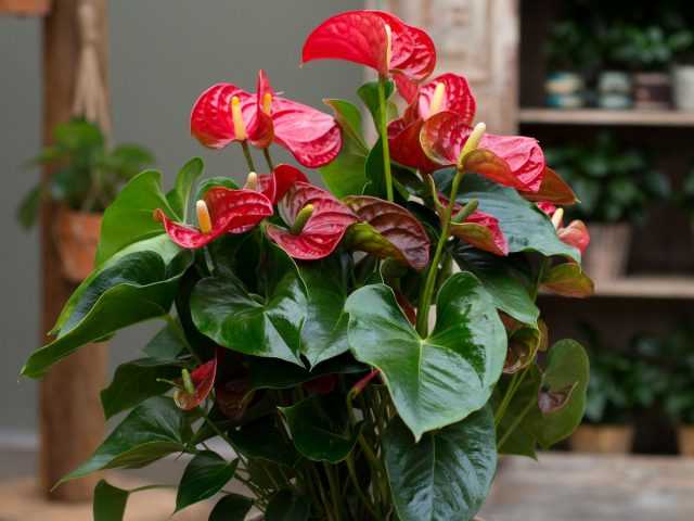 10 rules for growing anthurium for long flowering care