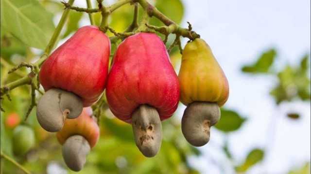 15 fruits we eat but don’t know how they grow