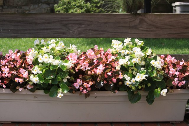 Begonias in a container
