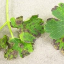 Signs of nematode damage on plant leaves