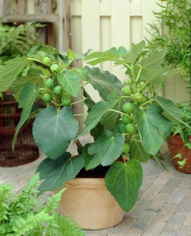 Fig, Fig, or Fig tree, or Common fig tree