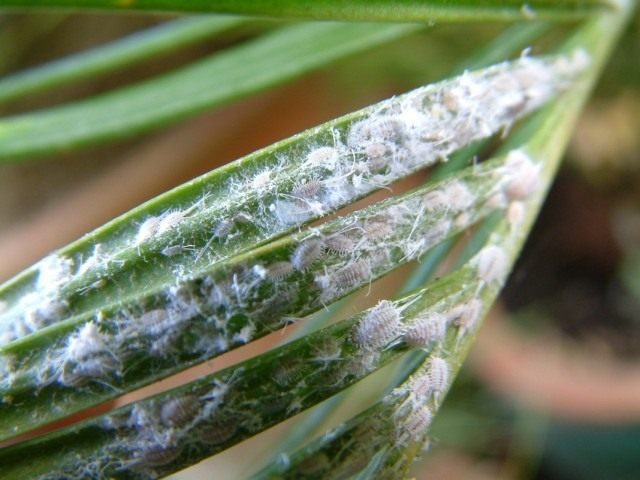 Mealybugs on plant leaves