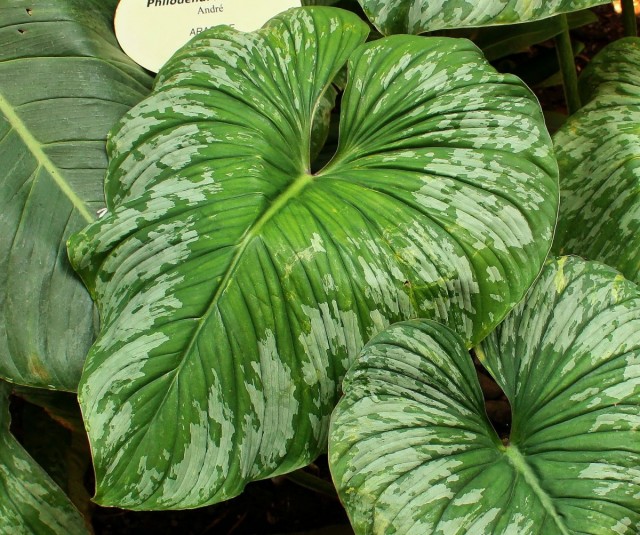 Philodendron prefers moderate temperatures