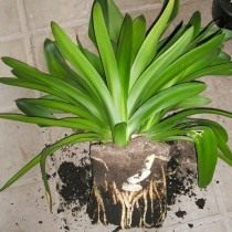 Clivia transplants with a clod of earth