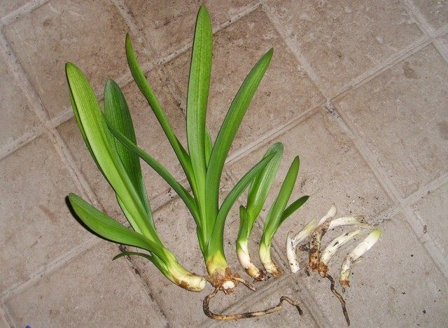 Clivia's offspring in different stages