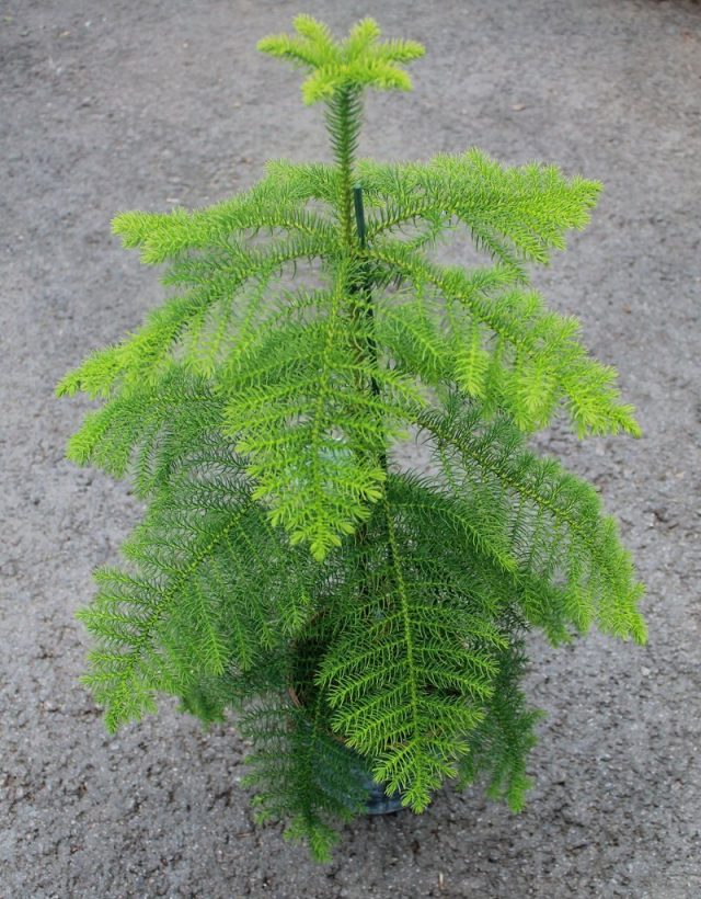 Araucaria heterophylla, or indoor spruce (Araucaria heterophylla)