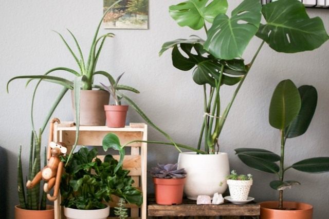 Monstera and other plants in the interior