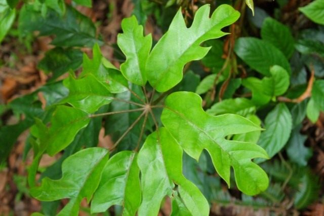 Schefflera octophylla