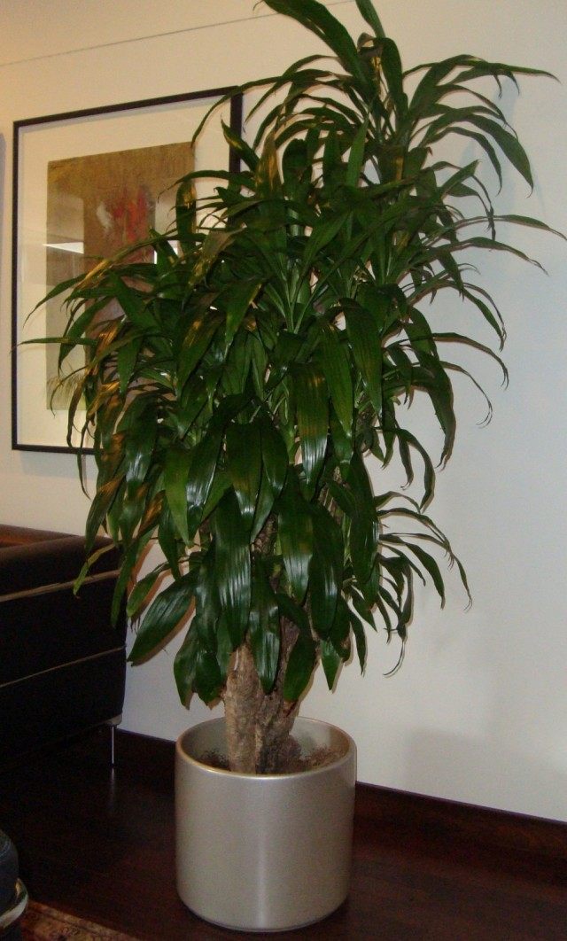 Dracaena in the shadow of the room