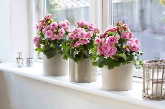 In a house where begonias grow, it will never be boring.