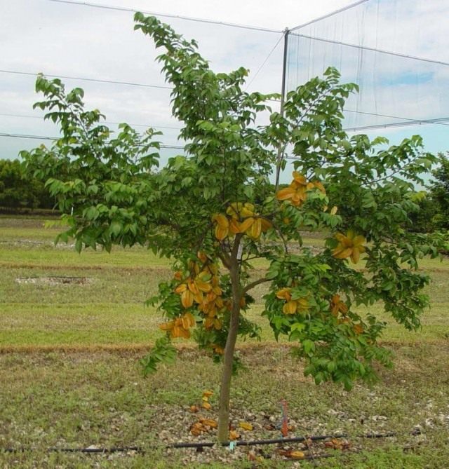 Fruit-bearing carambola tree