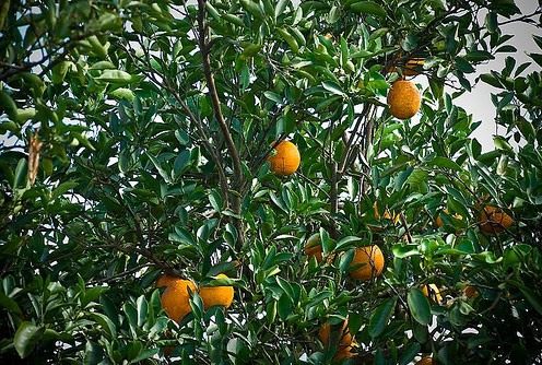 There was citrus in the thickets of the south ... - leaving