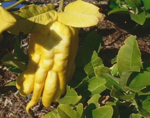 Buddha's Hand citron