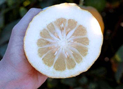 Corsican citron