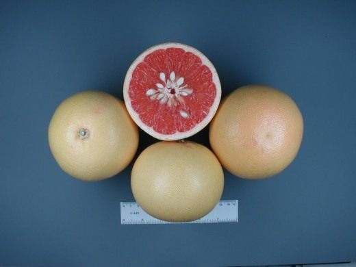 Hudson Grapefruit