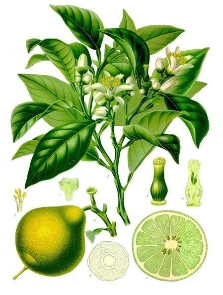 Bergamot, or orange-bergamot (Citrus bergamia)