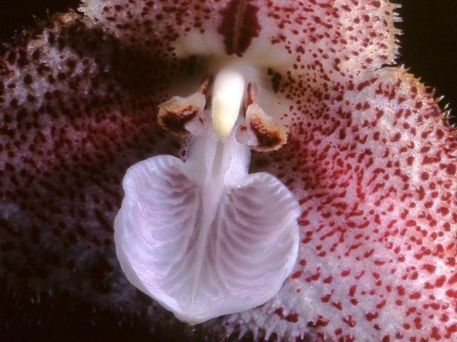 Dracula polyphemus. Flower structure: spotted hood in the background - fused sepals; lavender veined formation - lip (modified petal); two small wings above - two more petals; the formation located between them - the column (androecium, fused with the gynoecium)