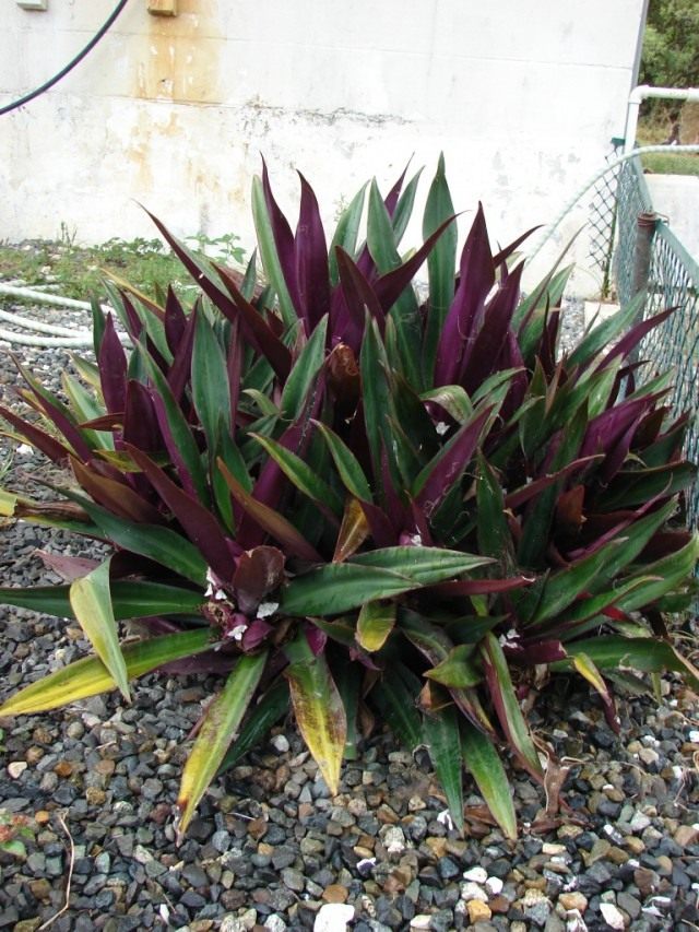 Tradescantia spathacea, formerly Rhoeo spathacea, Rhoeo discolor