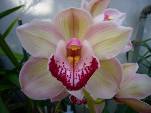 It's easy to grow an orchid - care