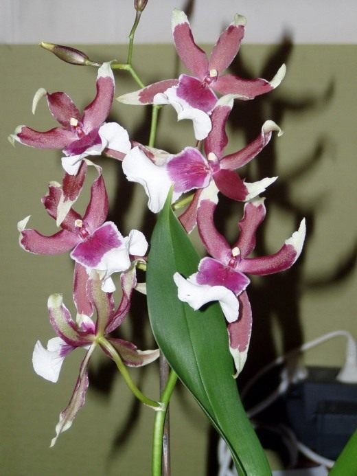 It's easy to grow an orchid - care