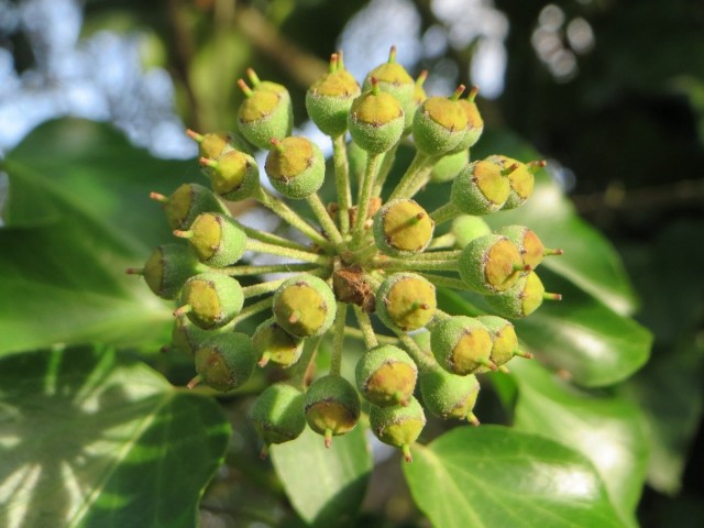 Ivy inflorescence and unripe fruits